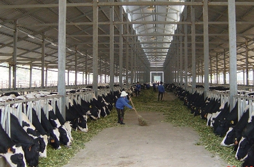 Hà Nội phê duyệt 53 quy trình nội bộ, quy trình điện tử giải quyết thủ tục hành chính lĩnh vực Chăn nuôi, Thú y và Thủy sản
