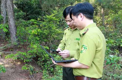 Hà Nội phê duyệt 31 Quy trình nội bộ, Quy trình điện tử giải quyết thủ tục hành chính lĩnh vực Lâm nghiệp và Kiểm lâm