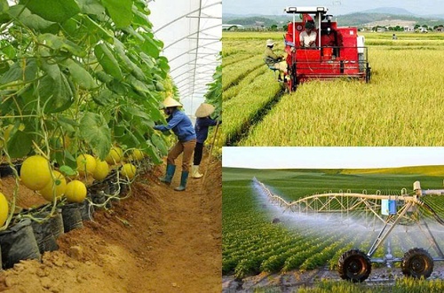 Hà Nội phê duyệt 06 Quy trình nội bộ, Quy trình điện tử trong giải quyết thủ tục hành chính lĩnh vực Trồng trọt