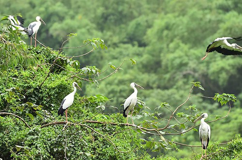 Hà Nội công bố danh mục thủ tục hành chính lĩnh vực bảo tồn thiên nhiên và đa dạng sinh học