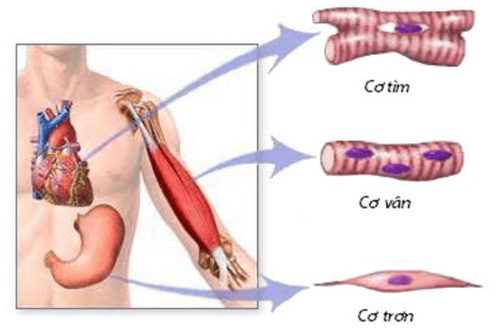 BVĐK Đống Đa: Cảnh báo nguy cơ “tiêu cơ vân” ở trẻ em sau hoạt động gắng sức