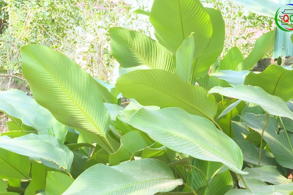  SẮC XANH LÁ DONG SÀI SƠN – GIỮ TRỌN HỒN BÁNH CHƯNG