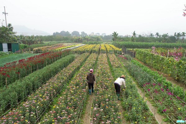  Làng hoa Yên Bình, xã Yên Xuân .