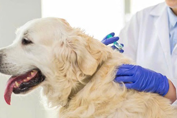 Tăng cường các biện pháp phòng, chống bệnh Dại động vật