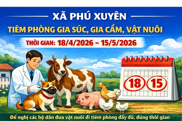 Xã Phú Xuyên tổ chức tiêm phòng bệnh cho đàn gia súc, gia cầm đợt 1 năm 2026