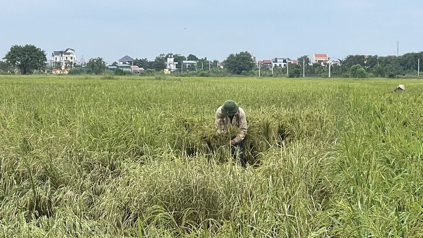Tập trung khắc phục hậu quả cơn bão số 10 trên diện tích lúa mùa.