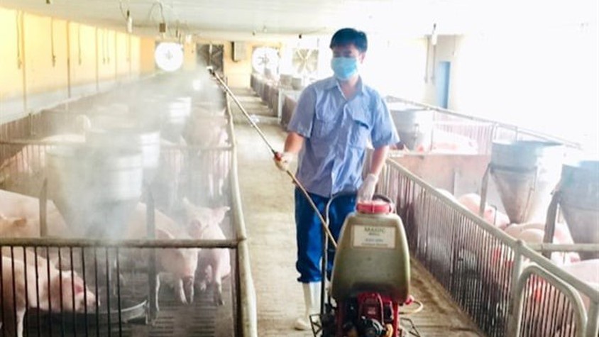 Tăng cường biện pháp an toàn sinh học trong các cơ sở chăn nuôi 