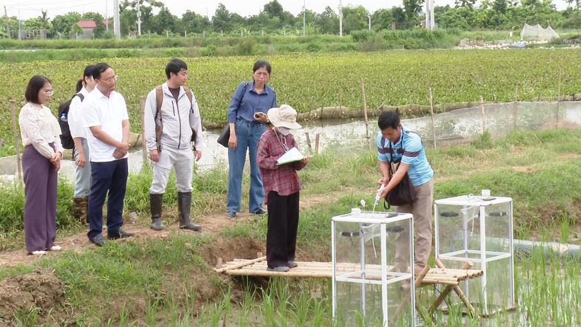 ỨNG HÒA THỰC HIỆN THÍ ĐIỂM MÔ HÌNH TRỒNG LÚA GIẢM PHÁT THẢI KHÍ NHÀ KÍNH GẮN VỚI TÍN CHỈ CÁC-BON.