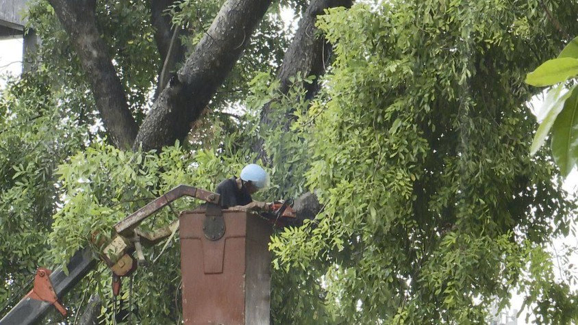 Xã Hoà Lạc triển khai cắt tỉa cây xanh, gia cố cọc chống và thay thế cây chết nhằm đảm bảo an toàn mùa mưa bão 2025