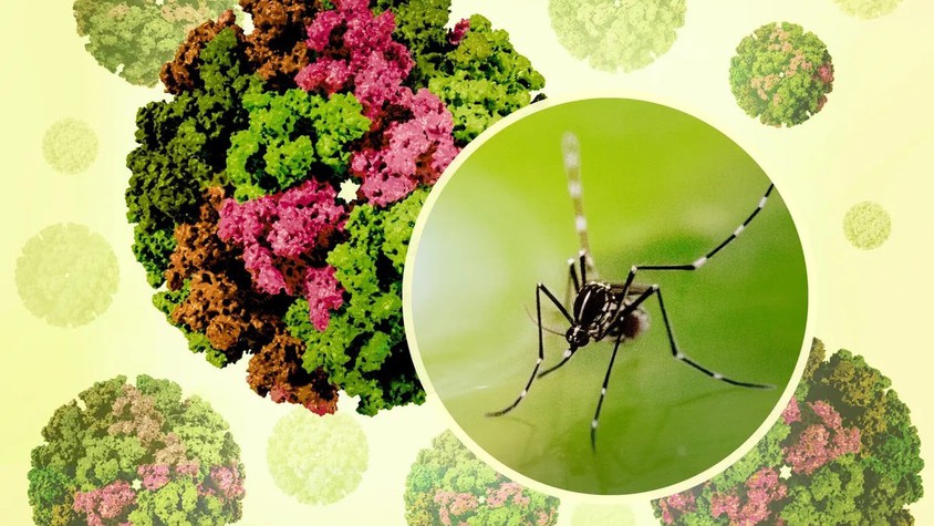 Chikungunya – Căn bệnh lây qua muỗi nguy hiểm không kém sốt xuất huyết, bạn đã biết cách phòng?