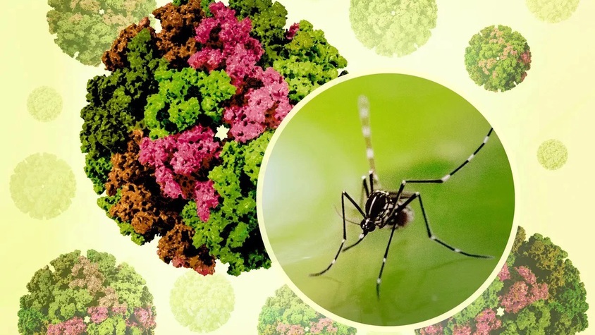 Khuyến cáo phòng chống bệnh Chikungunya