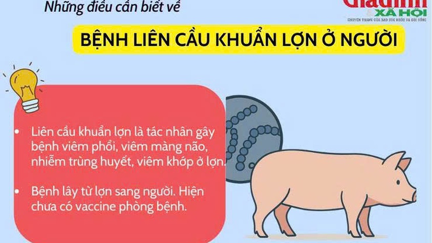Tăng cường phòng, chống bệnh liên cầu lợn trên người