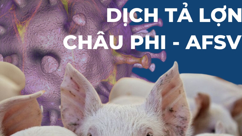 HƯỚNG DẪN THỰC HIỆN CÔNG TÁC CHĂN NUÔI VÀ 
PHÒNG CHỐNG DỊCH BỆNH TRÊN ĐÀN LỢN