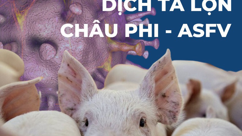 MỘT SỐ HÀNH VI VI PHẠM TRONG CHĂN NUÔI