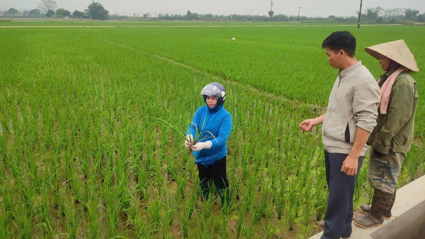THÔNG TIN THĂM ĐỒNG VÀ KHUYẾN CÁO CHĂM SÓC LÚA VỤ XUÂN 2026