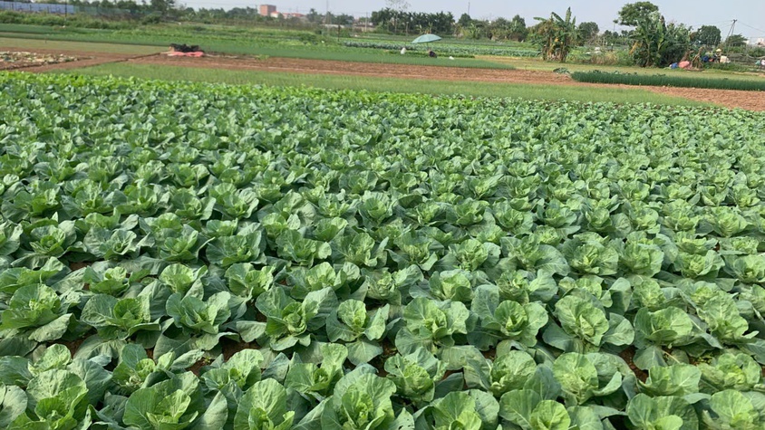 Phường Chương Mỹ tiếp và làm việc với Sở Nông nghiệp và Môi trường Hà Nội về kiểm tra sản xuất rau