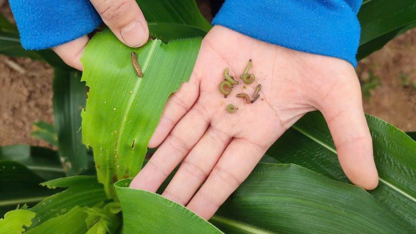 Trung tâm dịch vụ tổng hợp xã Ba Vì thông báo về tình hình sâu keo mùa thu gây hại trên cây ngô