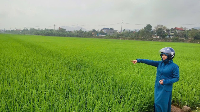 PHÒNG TRỪ BỆNH ĐẠO ÔN HẠI LÚA VỤ XUÂN NĂM 2026