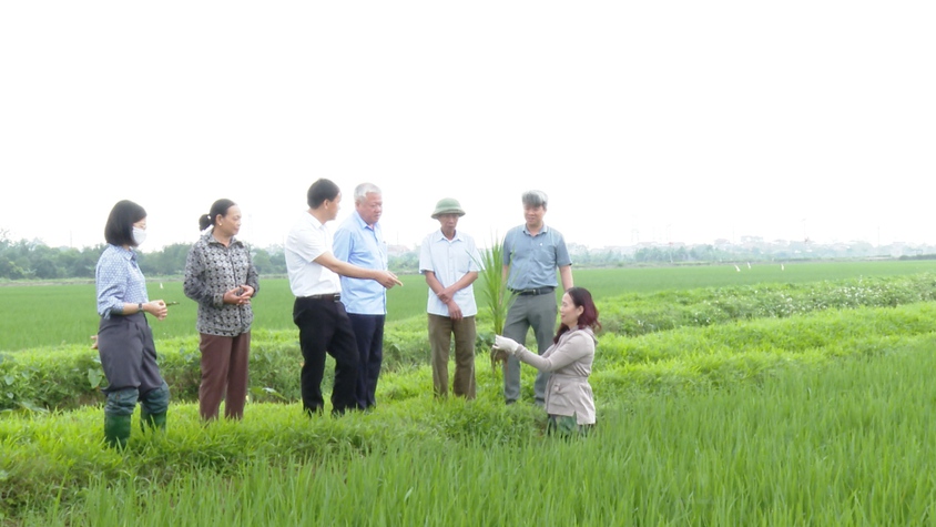 LÃNH ĐẠO SỞ NÔNG NGHIỆP VÀ MÔI TRƯỜNG HÀ NỘI KIỂM TRA, THĂM ĐỒNG TẠI XÃ ỨNG HOÀ.