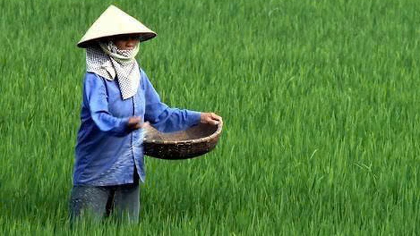 Hướng dẫn chăm sóc lúa giai đoạn phân hoá đòng vụ Xuân 2026.