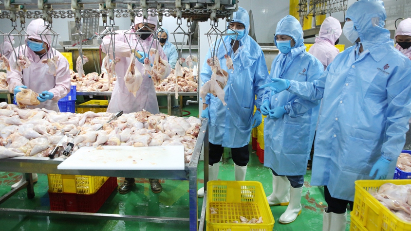 Tuyên truyền quản lý giết mổ vận chuyển và kinh doanh động vật, sản phẩm động vật