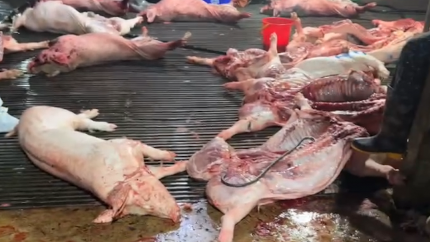 Hành trình triệt phá dường dây giết mổ, tiêu thụ 300 tấn thịt lợn nhiễm dịch tả châu Phi