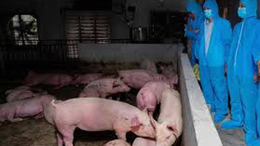 Vụ thịt heo bệnh vào trường học: Công ty cổ phần Suất ăn công nghiệp Hà Nội nói mình là 'nạn nhân'