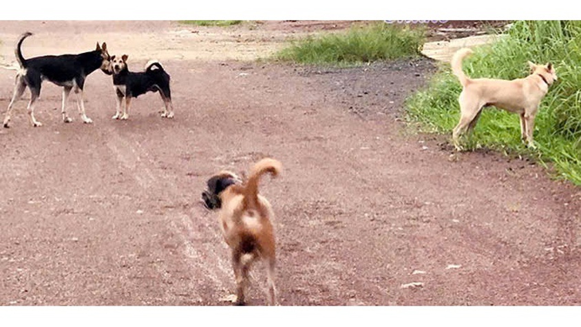 Đoài Phương tăng cường kiểm tra, xử lý chó thả rông trên địa bàn