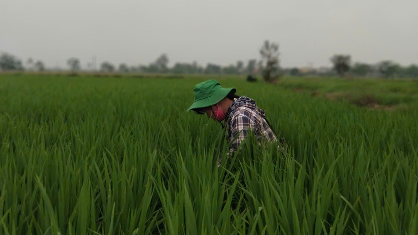 Phú Xuyên kiểm tra, hướng dẫn phòng trừ sinh vật gây hại trên lúa xuân