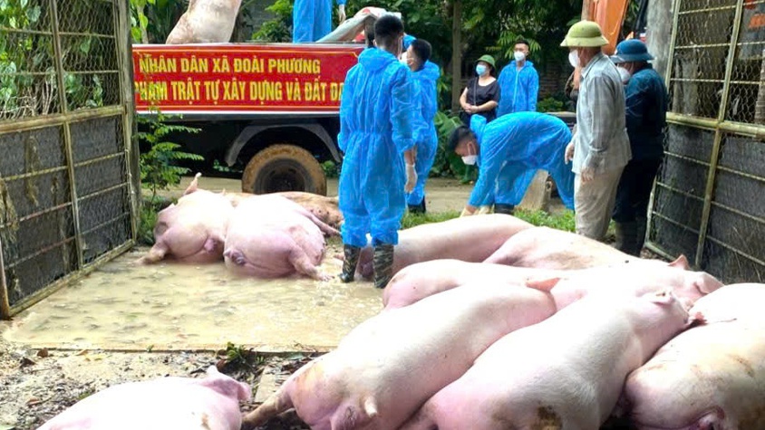 ĐOÀI PHƯƠNG TĂNG CƯỜNG PHÒNG, CHỐNG DỊCH TẢ LỢN CHÂU PHI