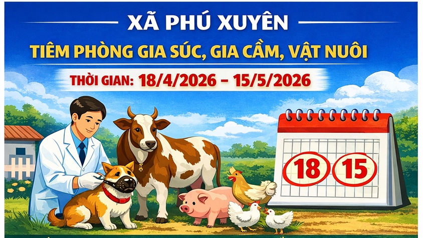 Xã Phú Xuyên tổ chức tiêm phòng bệnh cho đàn gia súc, gia cầm đợt 1 năm 2026