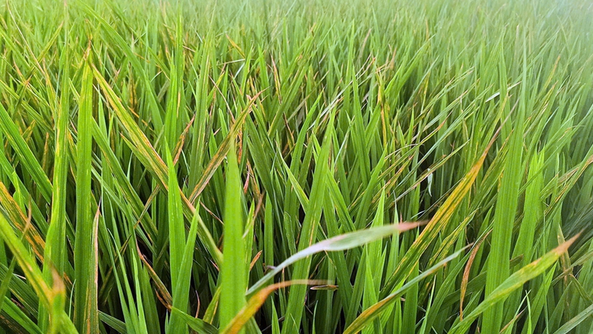 Trung tâm Dịch vụ tổng hợp xã Xuân Mai hướng dẫn: Nhận biết bệnh đốm sọc vi khuẩn hại lúa và biện pháp phòng trừ