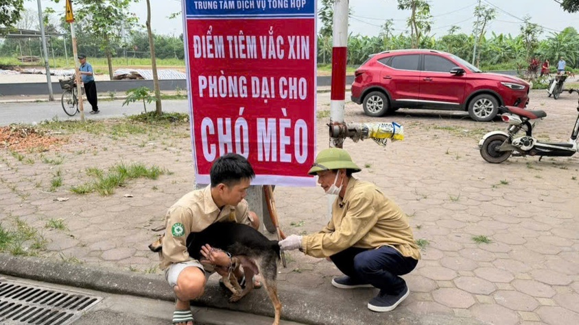 Xã Thuận An triển khai tiêm vắc xin phòng bệnh dại cho đàn chó, mèo năm 2026