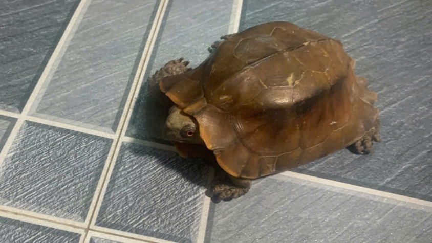 UBND xã Xuân Mai thông báo công khai về việc tìm chủ sở hữu, người quảnlý hợp pháp đối với cá thể động vật nêu trên, cụ thể như sau:
1. Loài động vật: Rùa Sa Nhân
Tên khoa học: Cuora mouhotii
2. Nhóm loài: IIB