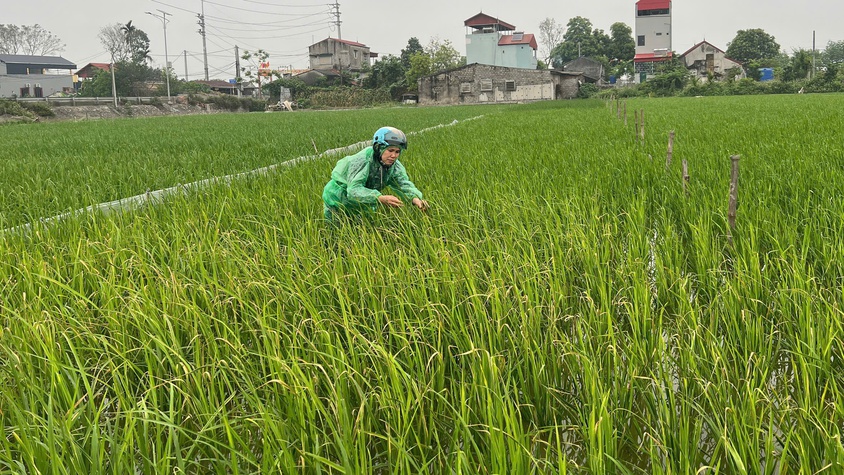 HƯỚNG DẪN CÁC BIỆN PHÁP PHÒNG TRỪ BỌ TRĨ VÀ VE SẦU BỌT HẠI LÚA VỤ XUÂN.
