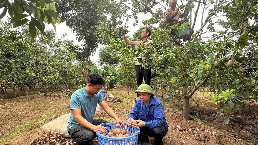 HÒA XÁ: TỪ NHỮNG 