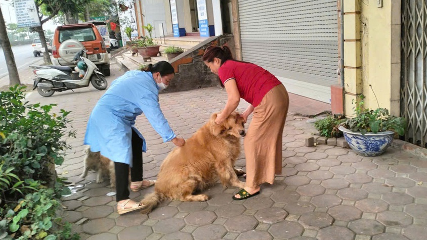 Xã Gia Lâm triển khai đồng bộ công tác tiêm phòng vắc xin cho đàn chó mèo, gia súc, gia cầm đợt 1 năm 2026