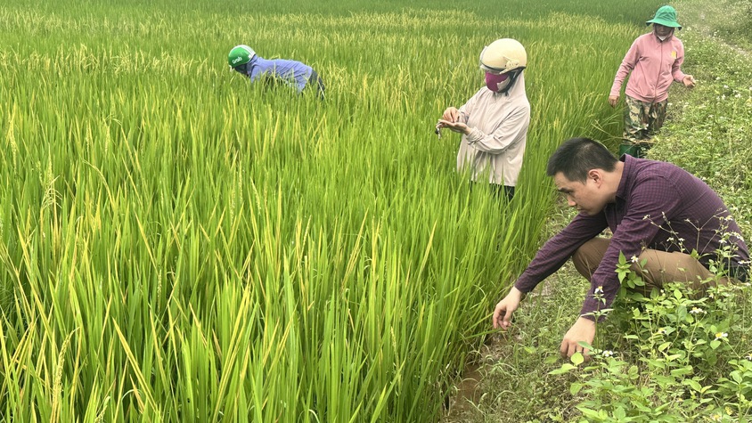 Chi cục Trồng trọt và Bảo vệ thực vật Hà Nội kiểm tra tình hình sản xuất nông nghiệp tại HTXNN An Mỹ, xã Hồng Sơn