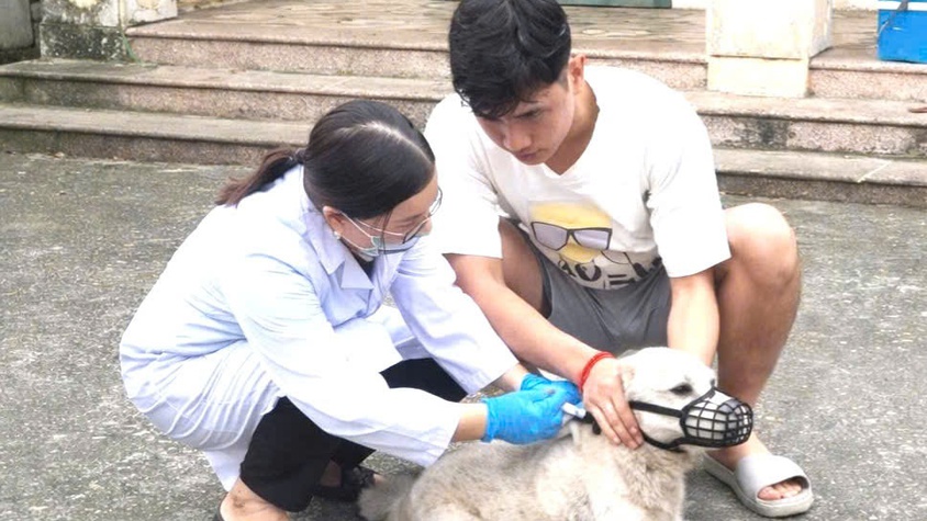 Xã Đoài Phương tăng cường tiêm phòng bệnh Dại, siết chặt quản lý đàn chó, mèo