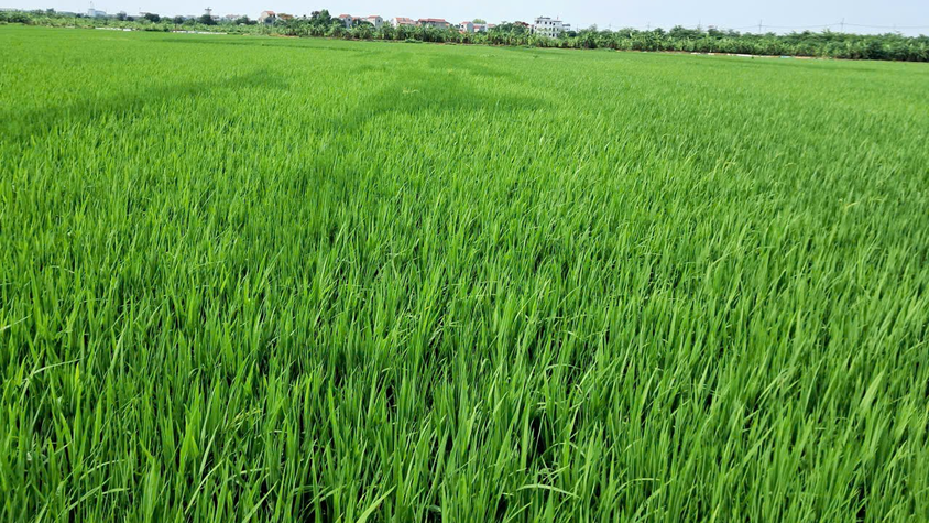 Tăng cường phòng trừ sâu bệnh hại lúa Xuân