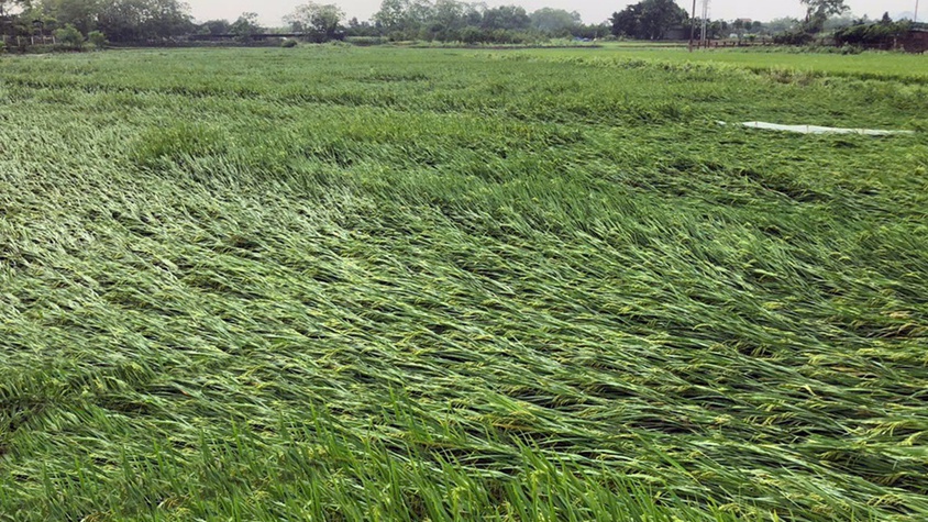 Biện pháp phục hồi sản xuất nông nghiệp