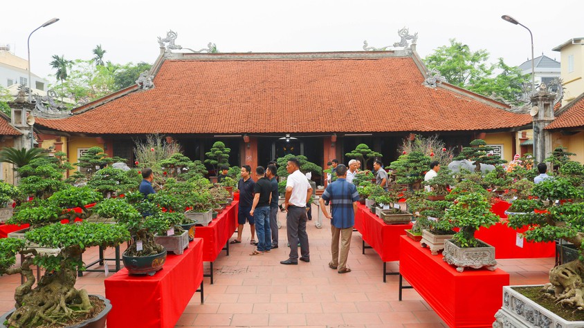 Khai mạc trưng bày giao lưu cây cảnh bon sai nghệ thuật xuân Bính Ngọ 2026