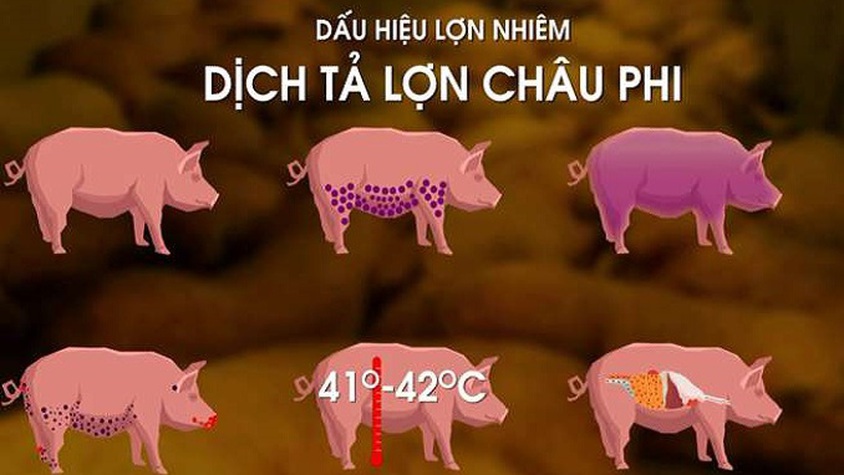 TUYÊN TRUYỀN: DỊCH TẢ LỢN CHÂU PHI KHÔNG LÂY SANG NGƯỜI