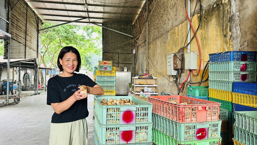 TRANG TRẠI THÀNH ĐÔ – MÔ HÌNH CHĂN NUÔI GÀ HIỆU QUẢ TỪ TINH THẦN DÁM NGHĨ, DÁM LÀM