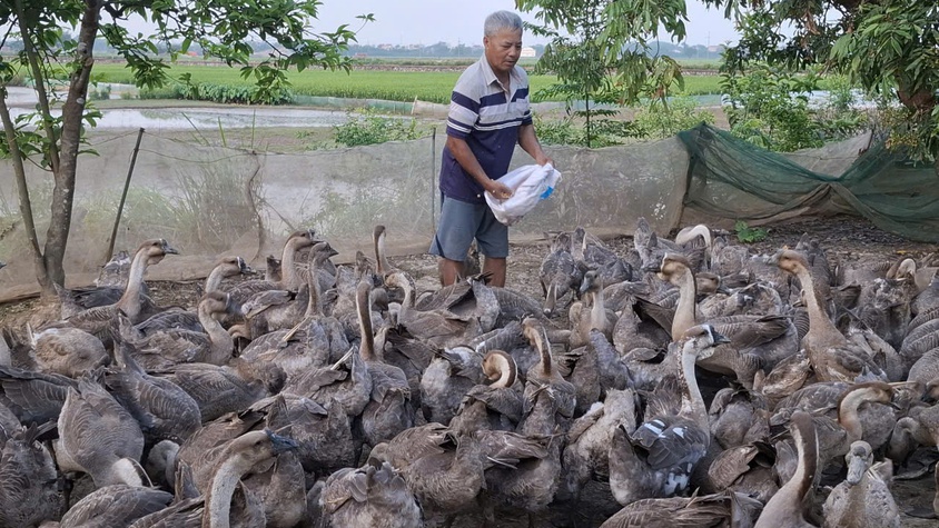 Mô hình kinh tế tự chủ, khép kín hiệu quả của ông Đặng Văn Dũng – thôn Thái Bình