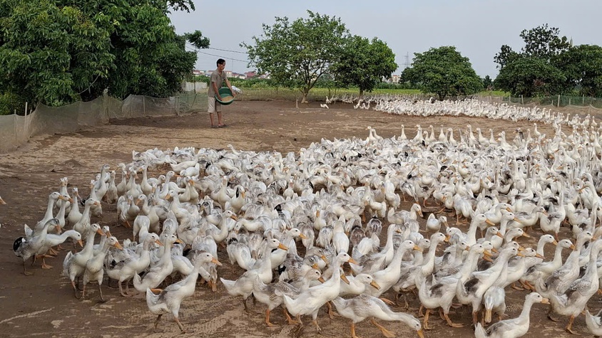 Anh Nhữ Tiến Sỹ - làm giàu từ ruộng bỏ hoang