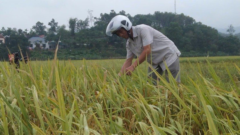 Đánh giá năng suất lúa vụ xuân năm 2026 tại xã Ba Vì đạt kết quả tích cực