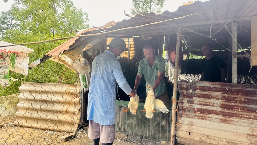 Xã Vân Đình tích cực triển khai tiêm phòng vắc xin cúm gia cầm H5N1 đợt 1 năm 2026