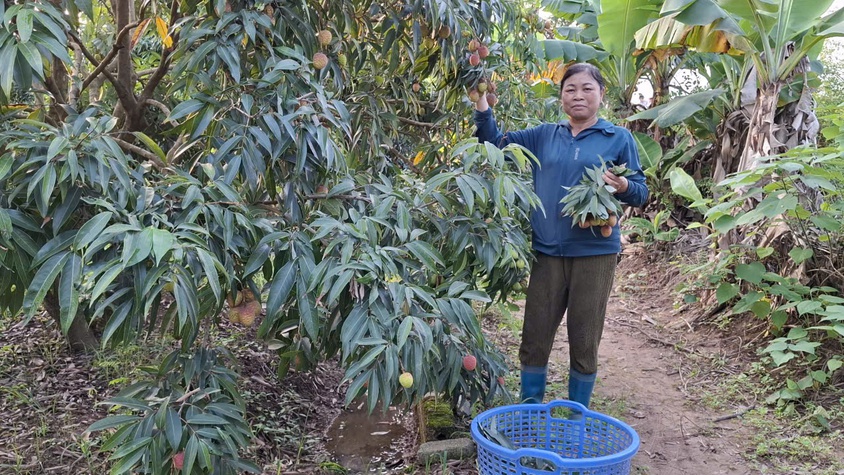 
Hiệu quả kinh tế từ mô hình trồng vải thiều u trứng của bà Nguyễn Thị Ngần