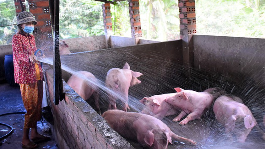 Các biện pháp phòng, chống nắng nóng cho đàn gia súc, gia cầm